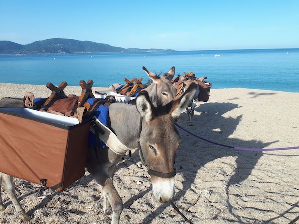 nettoyage des plages