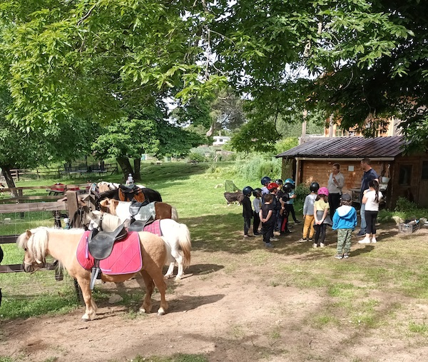 poneys