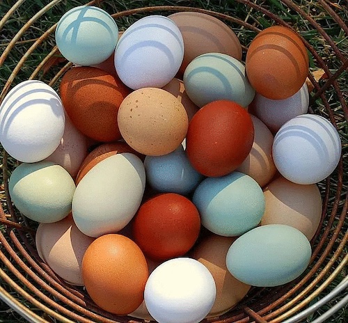 nos oeufs