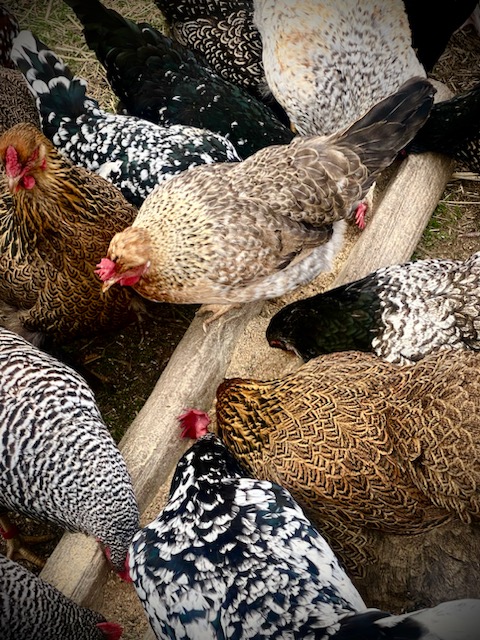 nos poules