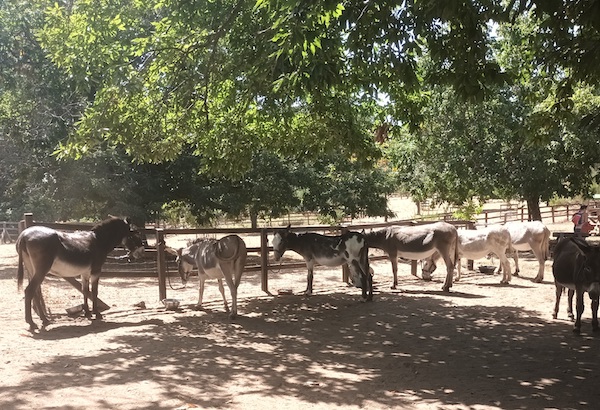 la ferme