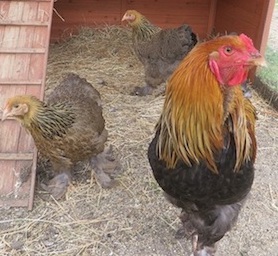 la ferme