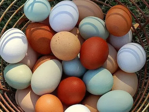 oeufs