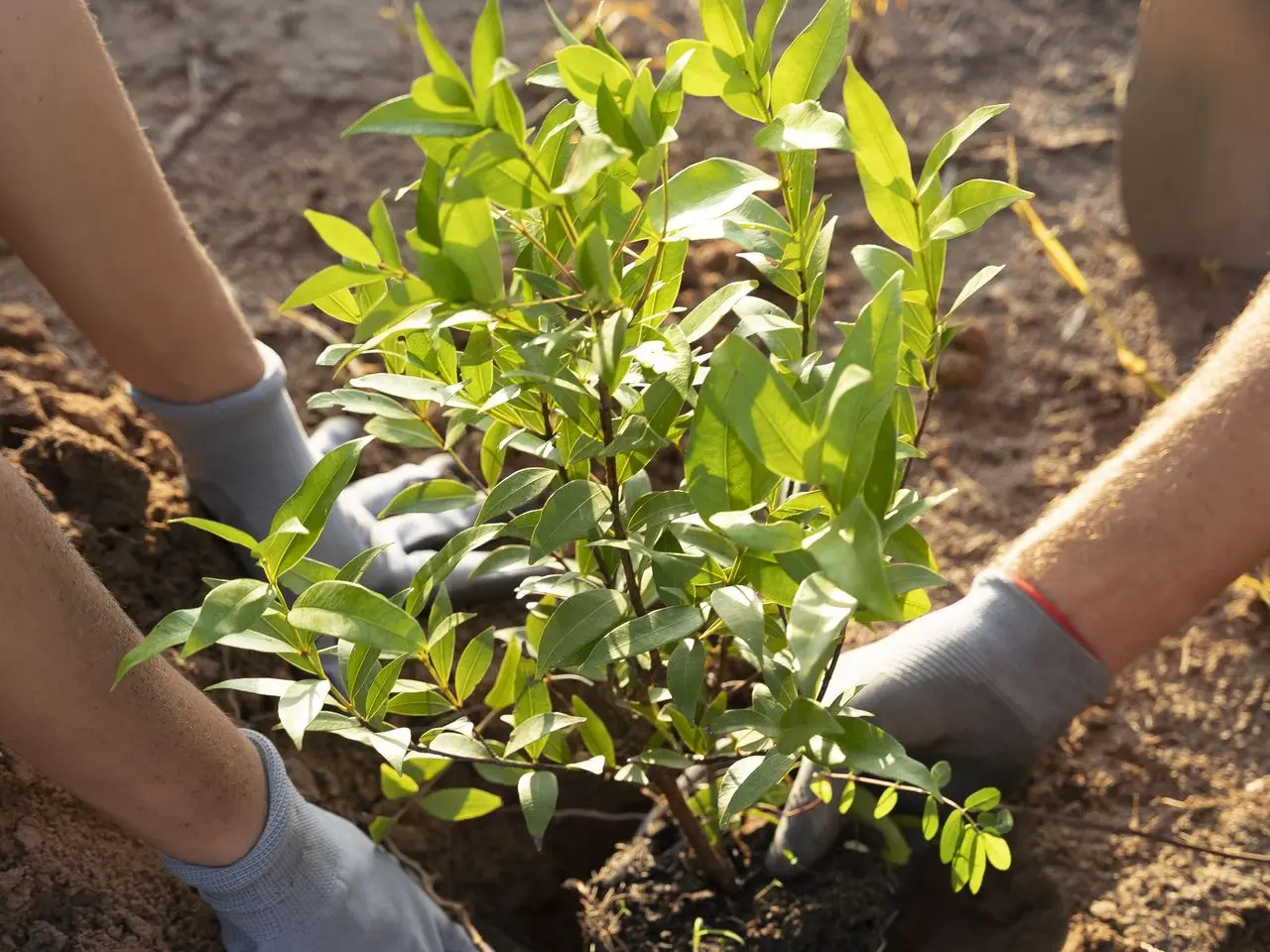 Jeunes plants