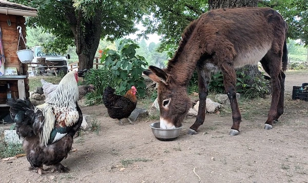 ferme du coq à l'âne