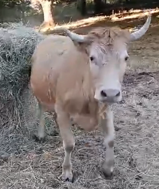 ferme du coq à l'âne